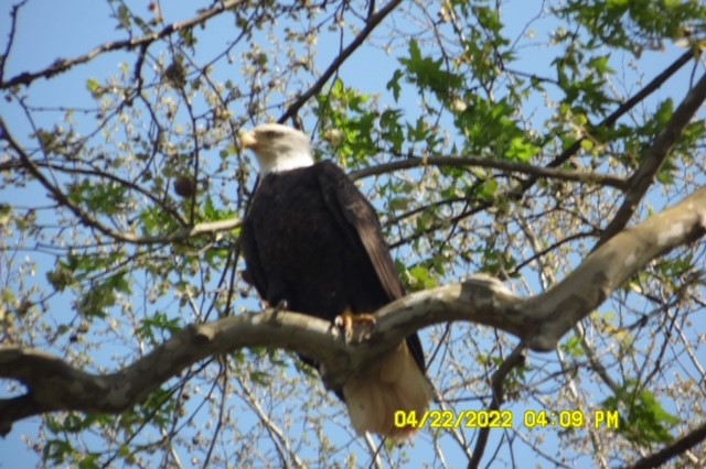 Bald Eagle